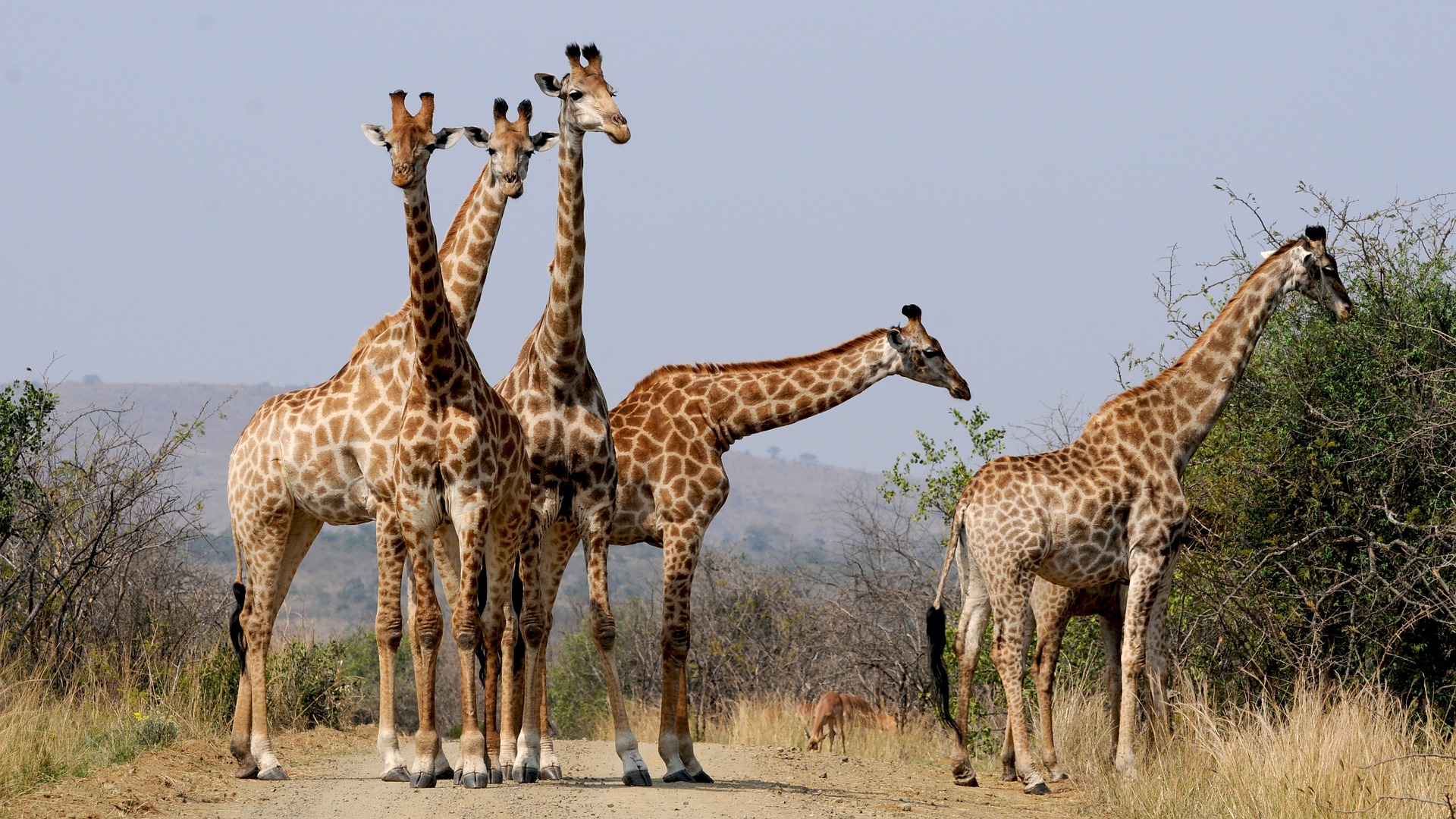 Jour 12:  Parc Kruger 210 Km
